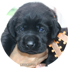 オレンジ(NORBLE 女の子)